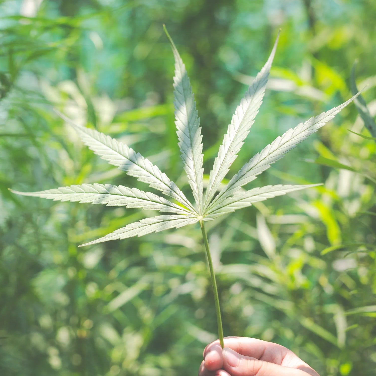 Hemp Industry Revolution: 10 Surprising Commercial Uses from Plastics to Paper