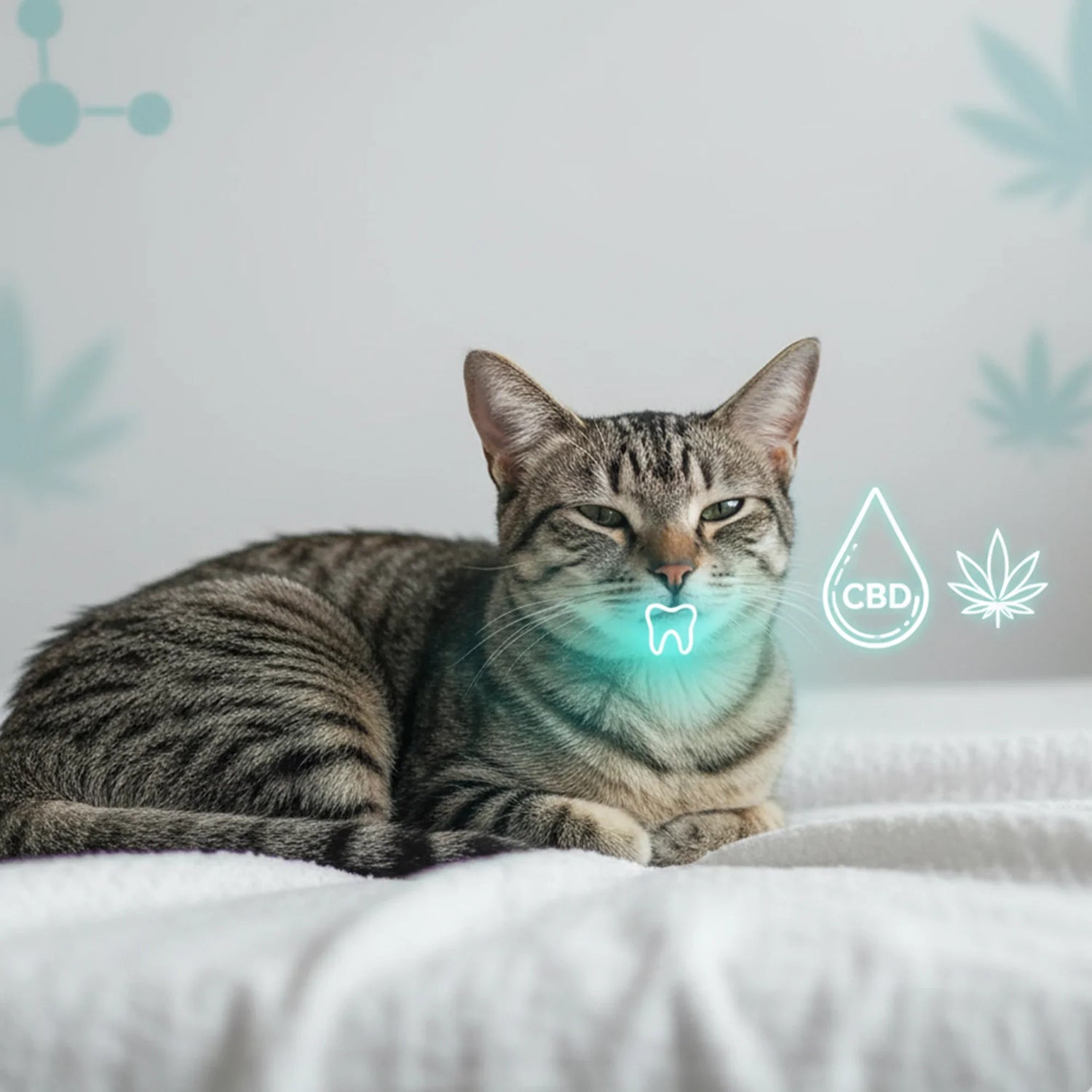 CBD for Cats with Stomatitis: Natural Relief for Pain & Inflammation