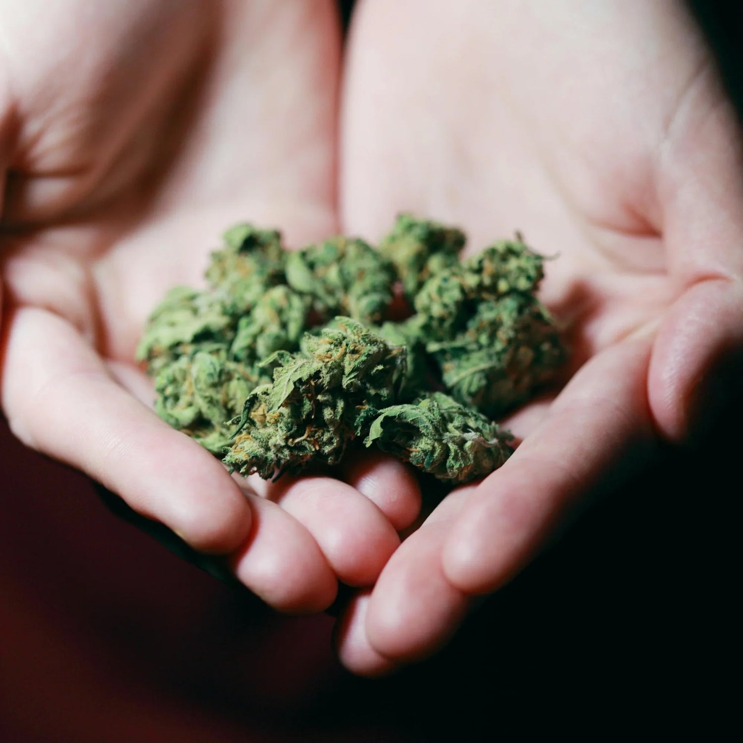 Cannabinoids for Medical Use: A Natural Path to Healing