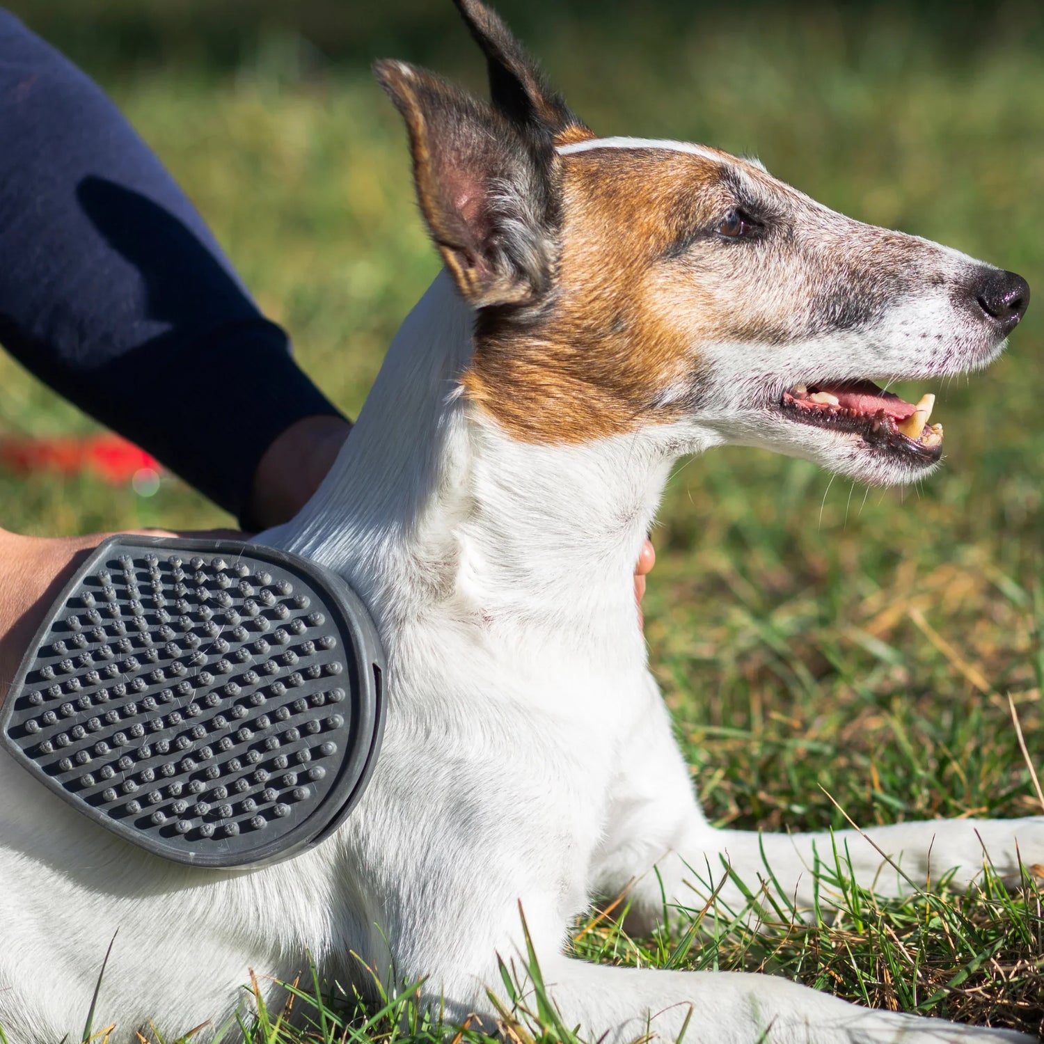 Hemp for Pets' Skin: Natural Solutions for Itching, Allergies & Healthy Coats