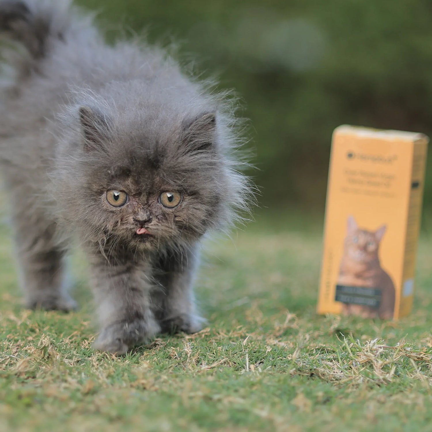 Hemp for Pets: Science-Backed Benefits for Anxiety, Joints & Coat Health