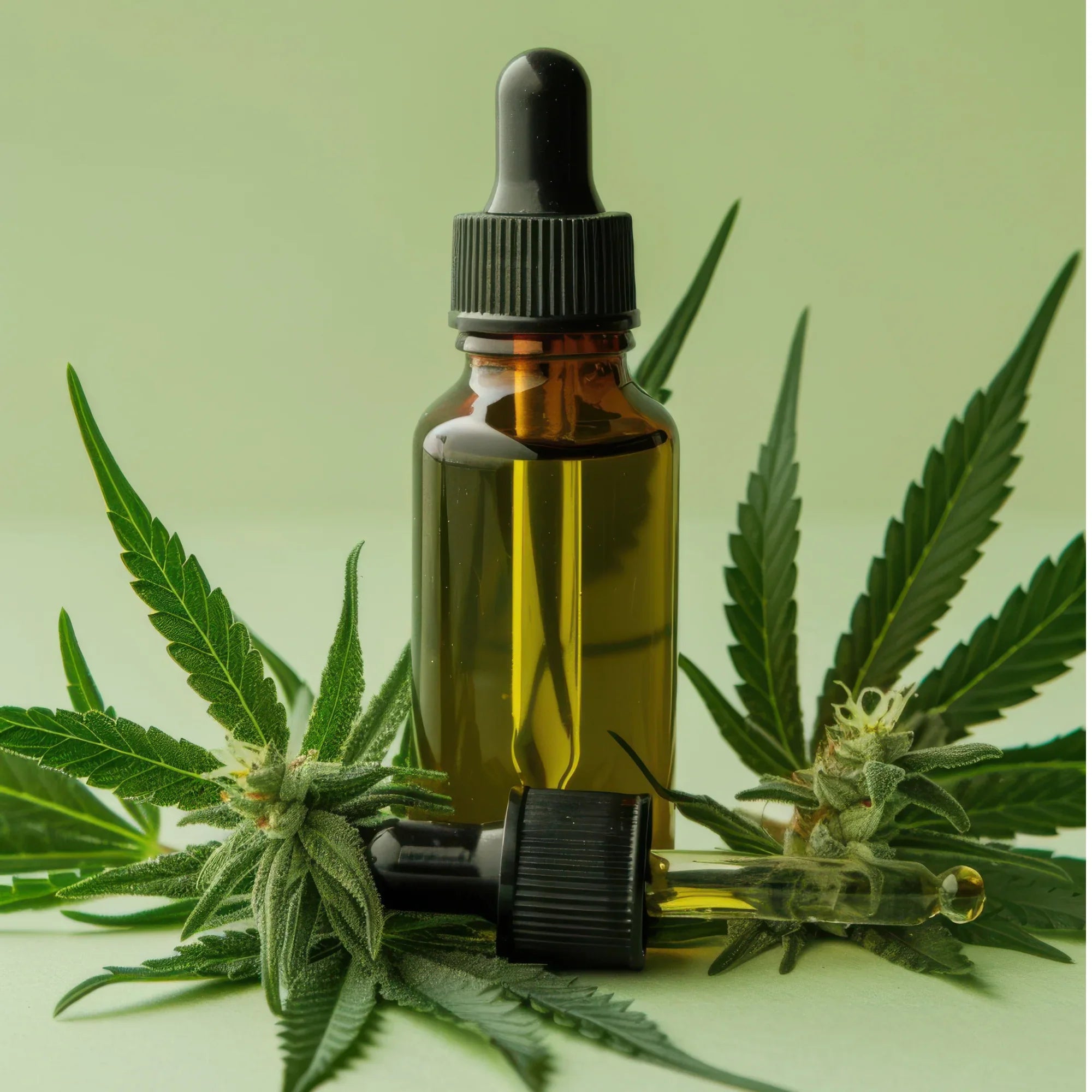 CBD Oil Market in India for Entrepreneurs: Trends, Demand & Profit Mar – Hempbuti
