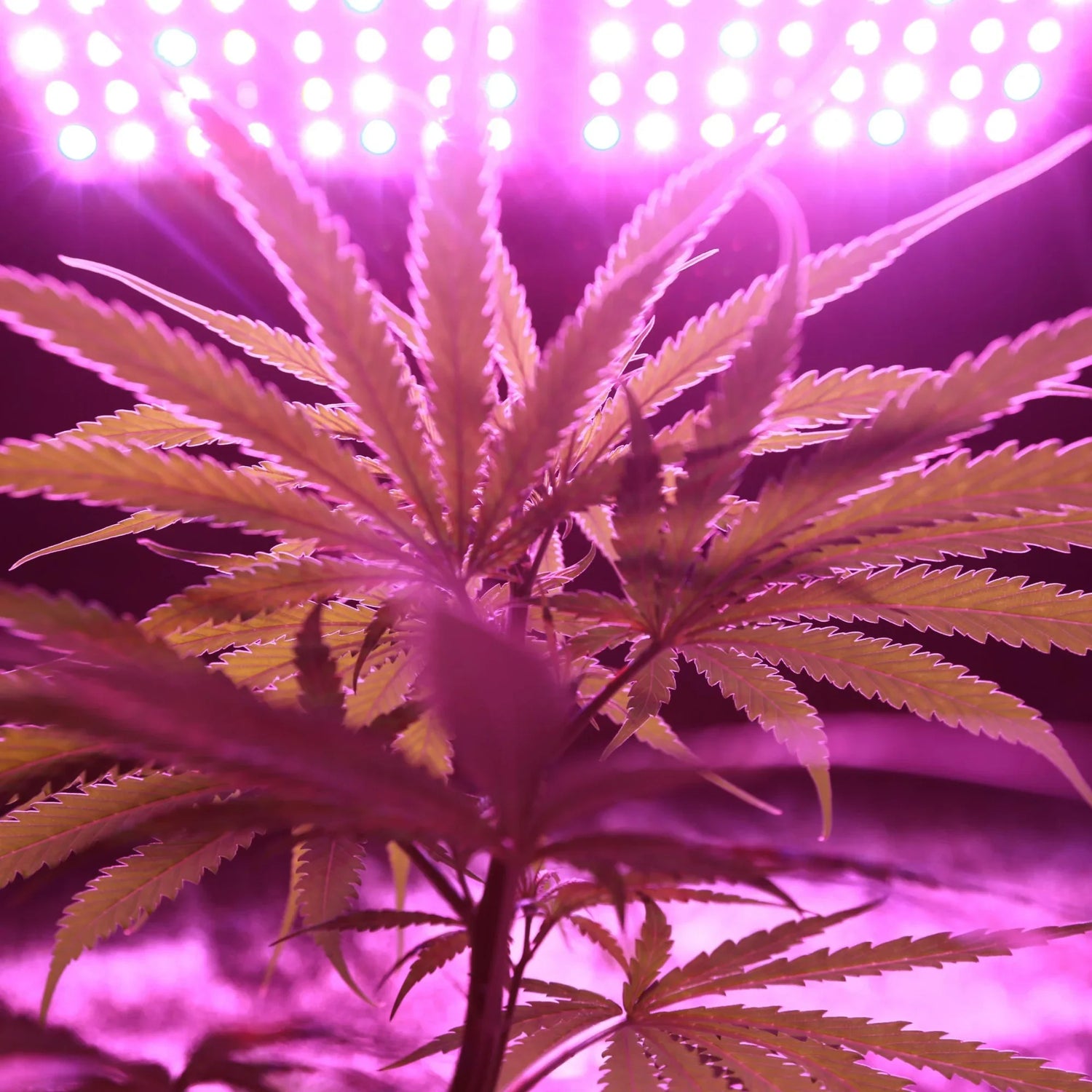 What is K2? Understanding Its Effects, Risks, and Legality