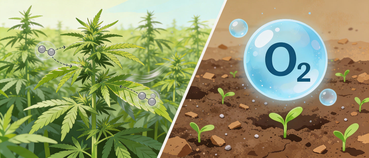 Hemp: A Natural Shield Against Pollution for Planet and Body
